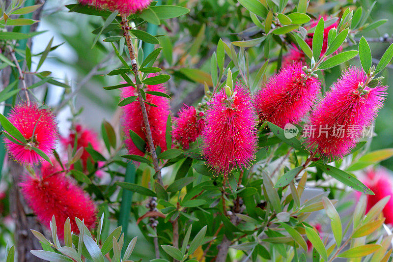 瓶刷鲜花/花萼